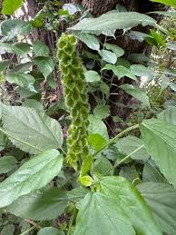 Image result for Acalypha ornata