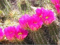 On the cacti forum, this is a common situation: Cactus And Cactus Flowers Photos From Phoenix Arizona