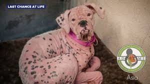 We offer 34 boxer puppies for sale in california. Rescue Dog Turned Pink By Skin Infection Gets Second Chance At Life Abc News