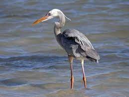 Check spelling or type a new query. Great Blue Heron Identification All About Birds Cornell Lab Of Ornithology