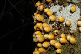 Image result for Apodanthaceae