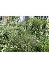 Image result for Lythrum