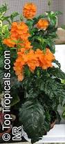 Image result for Crossandra fruticulosa