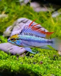 Aquascape Akvaryum Baligi Tatlisu Akvaryumu Ciklet Baliklari