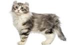 10 Most Dog-Like Cat Breeds - Pet Central by Chewy