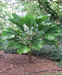 Image result for Licuala grandis