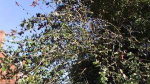 Check spelling or type a new query. The Sloe Blackthorn Berries And How To Id Them For Sloe Gin Youtube