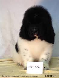 Our adoption fee is $350.00 for adults, $200.00 for newfs over 7, and $450.00 for puppies. Windancer Newfoundlands On Twitter Blk Wht Landseer Puppy Born Jan 3 By Ravenxputin Had Bath Today Going To Live In Colorado Want A Puppy Like This One Windancer Newfoundlands Has 4