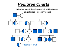 Notes Ch 15 Chromosomes Sex Determination Sex Linkage