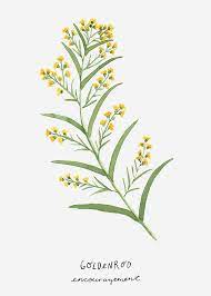 Goldenrod Encouragement Flower Language Art By Bottomleycottage Art Print Gifts Botanical Flowers Botanical Prints