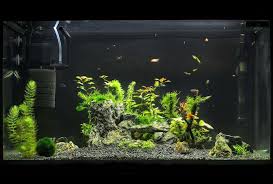 An Aquarium Needs To Be Kept Clean If The Water Becomes Polluted Your Fish Will Get Sick Every Aq In 2020 Best Aquarium Filter Betta Fish Tank Mates Betta Fish Tank