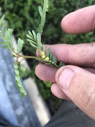 Image result for Phyllanthus fraternus