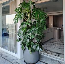 Image result for Monstera