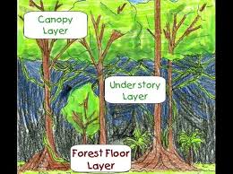 Pin By Kirsten Gillow On Videos Rainforest Classroom Rainforest Activities Rainforest