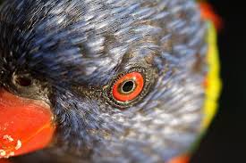 Rainbow Lorikeet Eye Closeup Close Up Rainbow Macro Lens