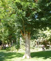 Image result for Dalbergia martinii