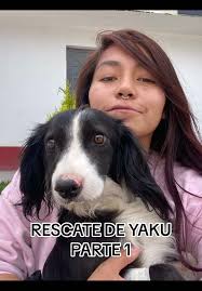Rescate de Yaku: Un héroe peludo en acción