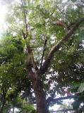 Neem (preparation & use) (402)