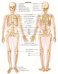 Anatomical diagram showing a front view of a human skeleton. Bones And Models Open Access Human Anatomy And Physiology Resources Libguides Home At Norfolk State University