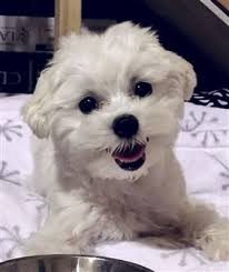 Maltese for sale | maltese puppies. Maltese Puppy And Dog Feeding Guidelines