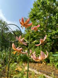 Image result for Lilium martagon `Chameleon`