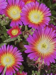 Plantes vivaces ou à fleurs, le choix est. Pourpier Wheels Of Wonder Hot Pink Delosperma Wheels Of Wonder Hot Pink Le Jardin Du Pic Vert