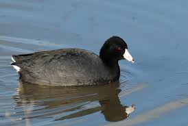 White Bird With Large Beak American Coot Not A Duck Bird Bird Species Bird Identification