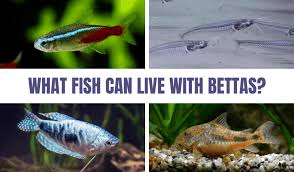 Best filtration, best light, perfect size and with everything you need to get started. What Fish Can Live With Bettas The Tank Mate Guide