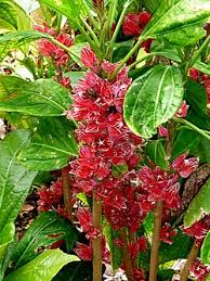 Image result for Pavonia leptocalyx