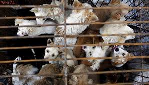 Comercio De Carne De Perro Y Gato Expande La Rabia En Asia Chinese Dog Dog Marketing Animals