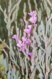 Image result for Monothecium