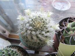 Only 3 available and it's in 1 person's cart. Mammillaria Karwinskiana Subsp Nejapensis Syn Mammillaria Nejapensis Silver Arrows The Belmont Rooster