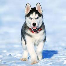Siberian Husky Anjing Husky Siberian Husky Anak Anjing Husky