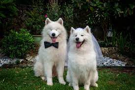 Can Dogs Fall In Love Healthy Paws Pet Insurance