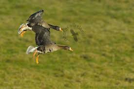 Grey Bird With Large Beak Wild Birds Of Ireland White Fronted Geese A Large Grey Brown Coloured Goose With Orange Beak And Feet With A Distin Wild Birds Bird Photo Birds In Flight
