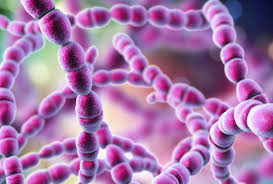 Image result for Streptococcus