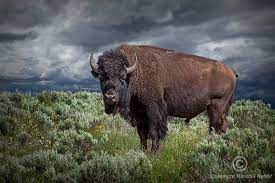 American Buffalo Or Bison In Yellowstone By Randynyhofphotos 30 00 Buffalo Art Print Animals Wild Buffalo Art