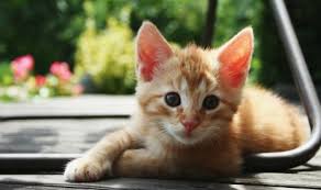 16 kucing kartun ini dijamin membuat mata kalian melotot kumpulan gambar kucing lucu. Sains Jelaskan Rasa Gemas Saat Lihat Anak Kucing Lucu Republika Online