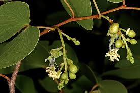 Image result for Colophospermum