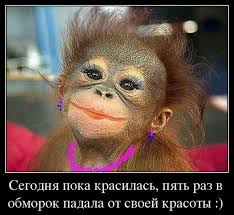 без тебя я б не знал где небо где земля Prikolnye Foto Obezyan Chyort Poberi Russischer Humor Lustig Witzig