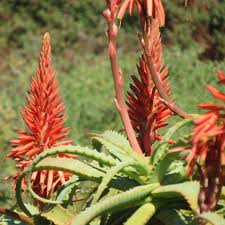 Image result for Aloe lutescens