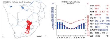 Image result for Diheteropogon filifolius