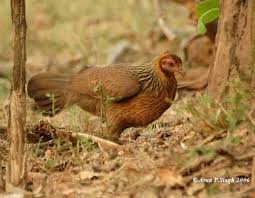 Gambar Jenis Jenis Ayam Hutan Kicaumania