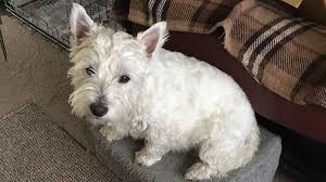 This test appears to replace an earlier test from. I Found Out I Had Cancer Thanks To My Dog Says Willington Woman With Non Hodgkin S Lymphoma Staffordshire Live