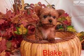 Bearded collie puppies for sale shetland sheepdog (sheltie) puppies for sale founded in 1884, the akc is the recognized and trusted expert in breed, health. Collie Puppies For Sale In Pittsburgh Pa The Y Guide