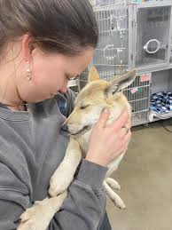 Sweet Birdie Girl has had a very long day ❤️‍🩹 Let's start with the good  news: The Bluff City team successfully repaired one of her legs! Tomorrow,  she heads into surgery number