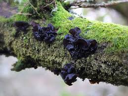It is, however, altogether a different species. Black Witches Butter Fungus By Ruth Spigelman Jungledragon