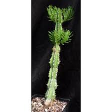 Image result for Euphorbia memoralis