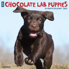 She is pretty much the mascot of this site. Just Chocolate Lab Puppies 2021 Wall Calendar Dog Breed Calendar Willow Creek Press 9781549211225 Amazon Com Books