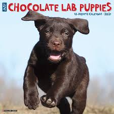 Jul 26, 2021 · remove the chocolate from heat and wrap a towel around the base to keep it warm. Just Chocolate Lab Puppies 2021 Wall Calendar Dog Breed Calendar Willow Creek Press 9781549211225 Amazon Com Books